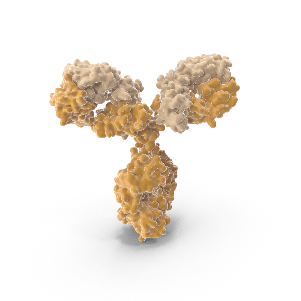 Afuco Antisize:CD38 ADCC Recombinant Antibody  Daratumumab , ADCC Enhancedsize:LOT/BATCH CB2208C21, 500 µg